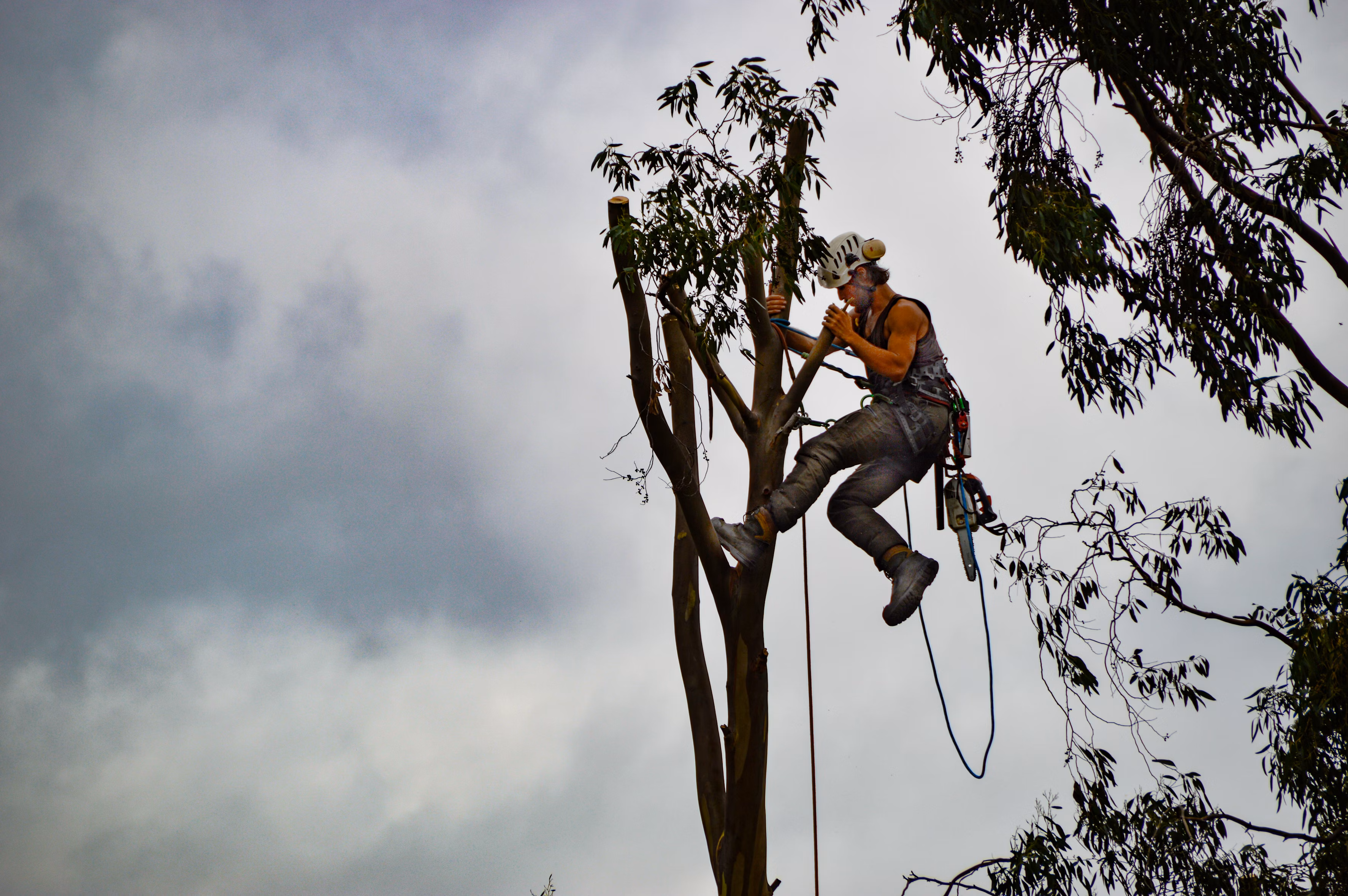 Tree Service Wylie TX