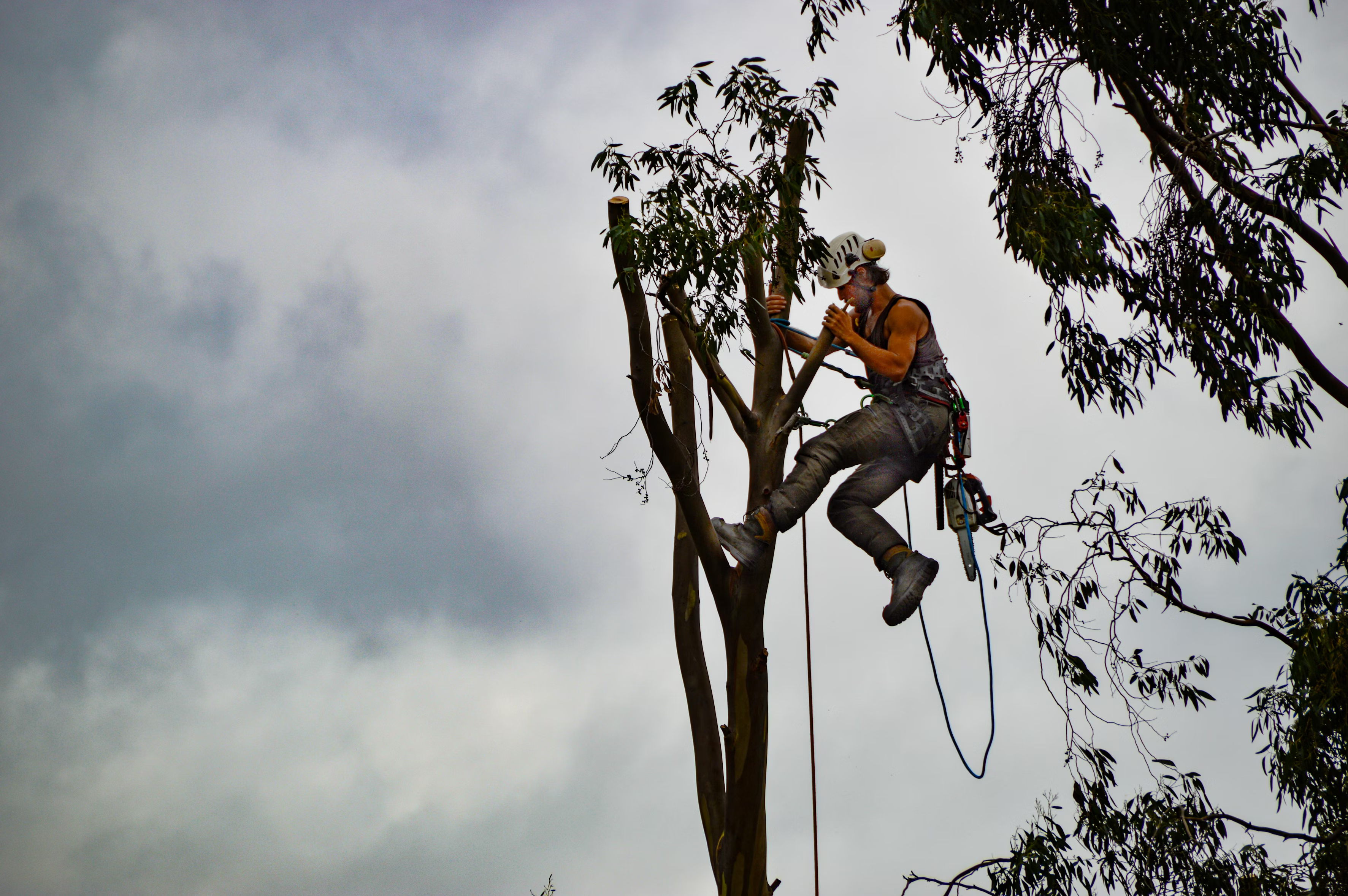 Tree Service Wylie TX