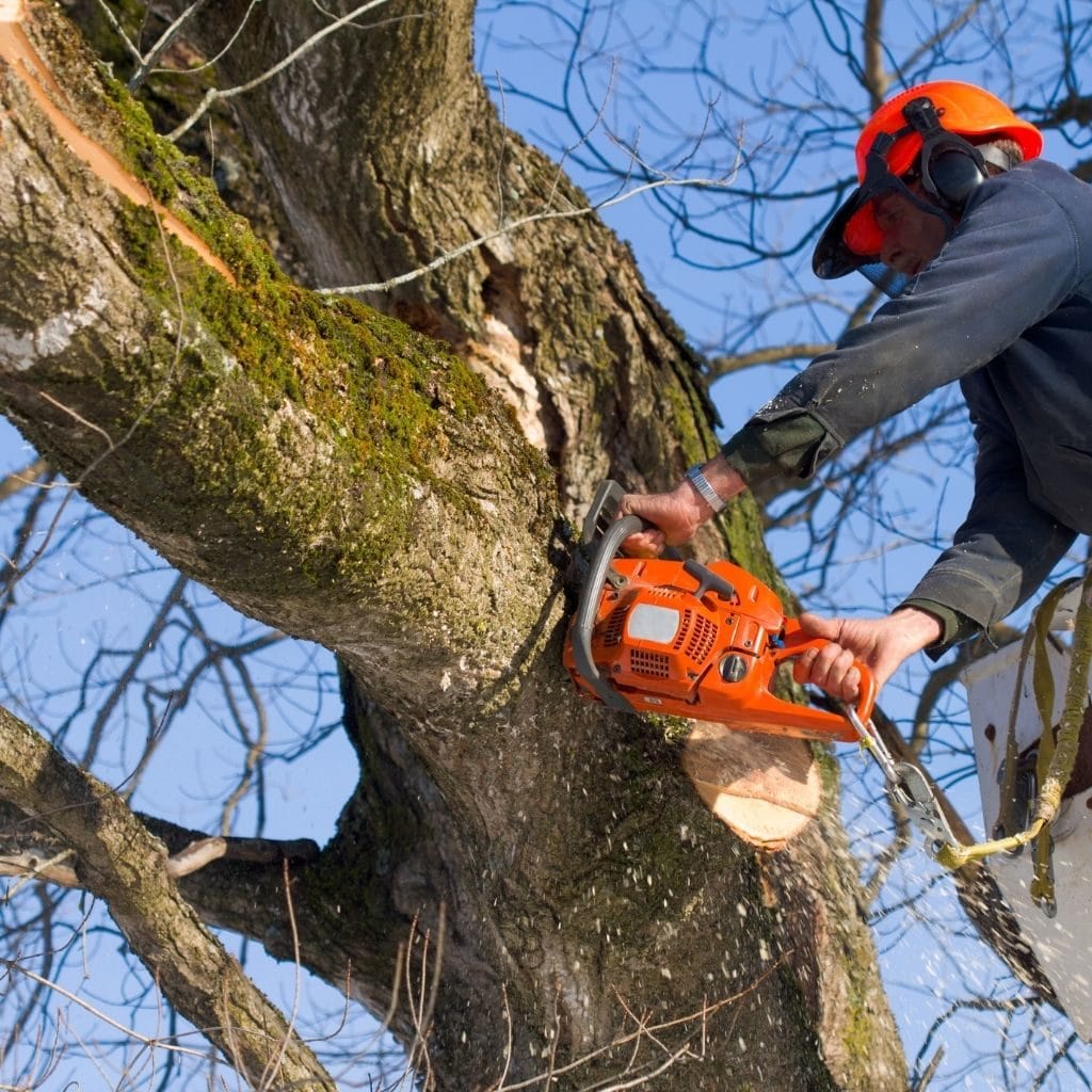 Tree Service Wylie TX