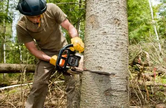 Tree Service Wylie TX