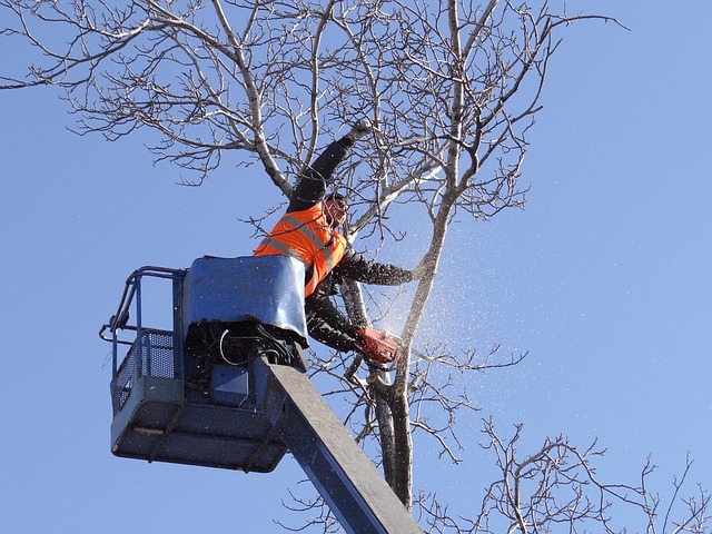 Tree Service Wylie TX