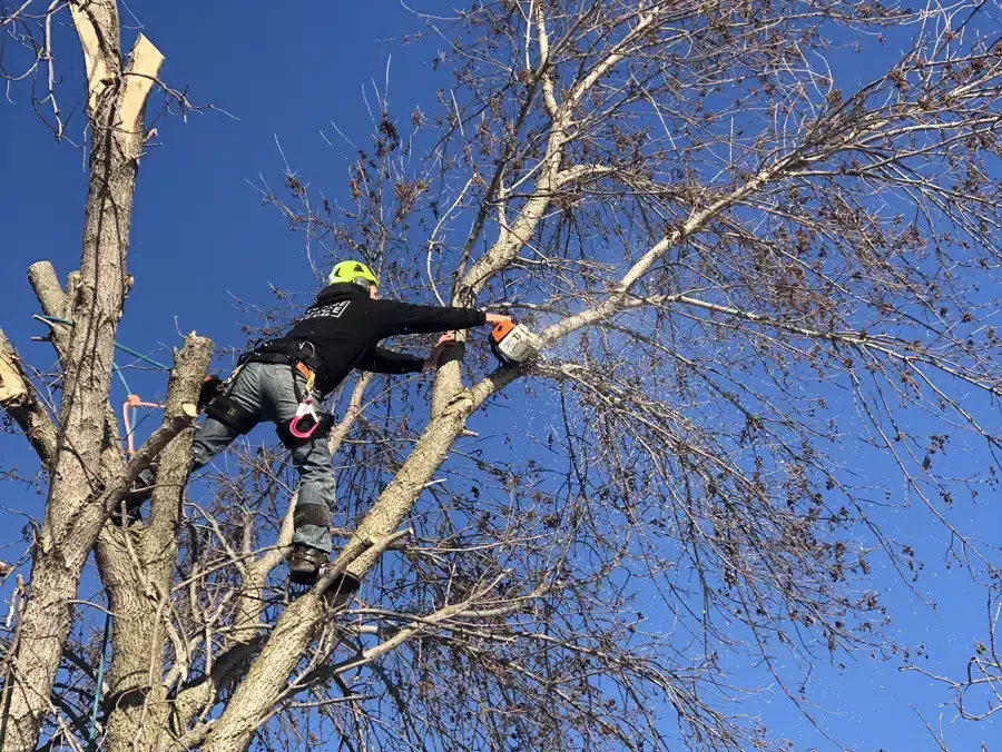 Tree Service Wylie TX