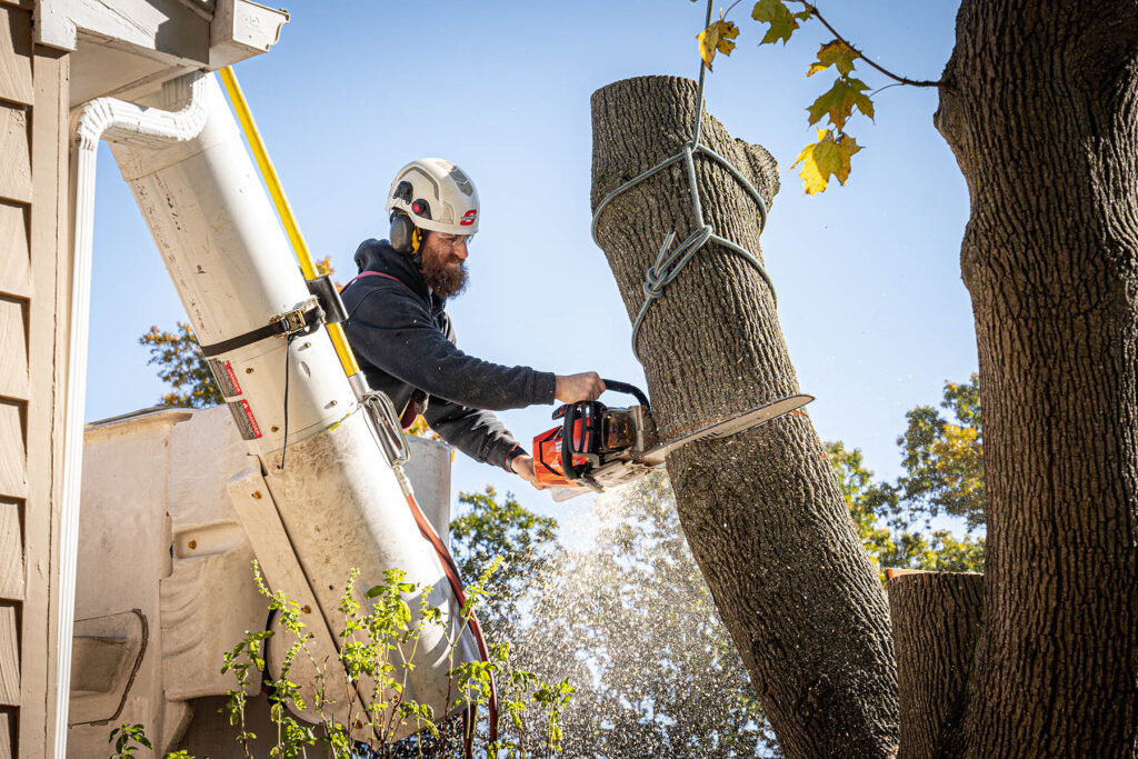 Tree Service Wylie TX