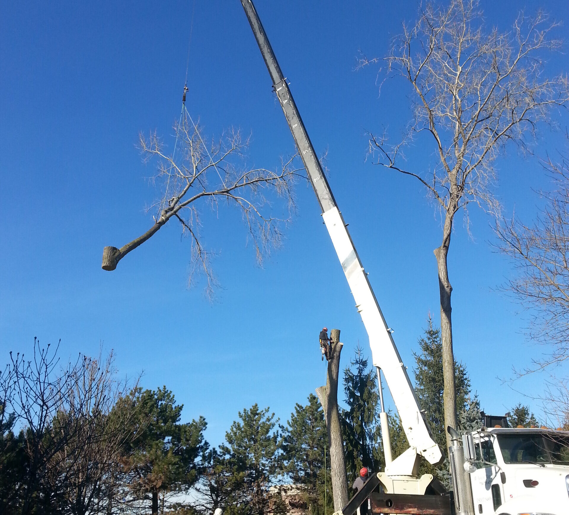 Tree Service Wylie TX