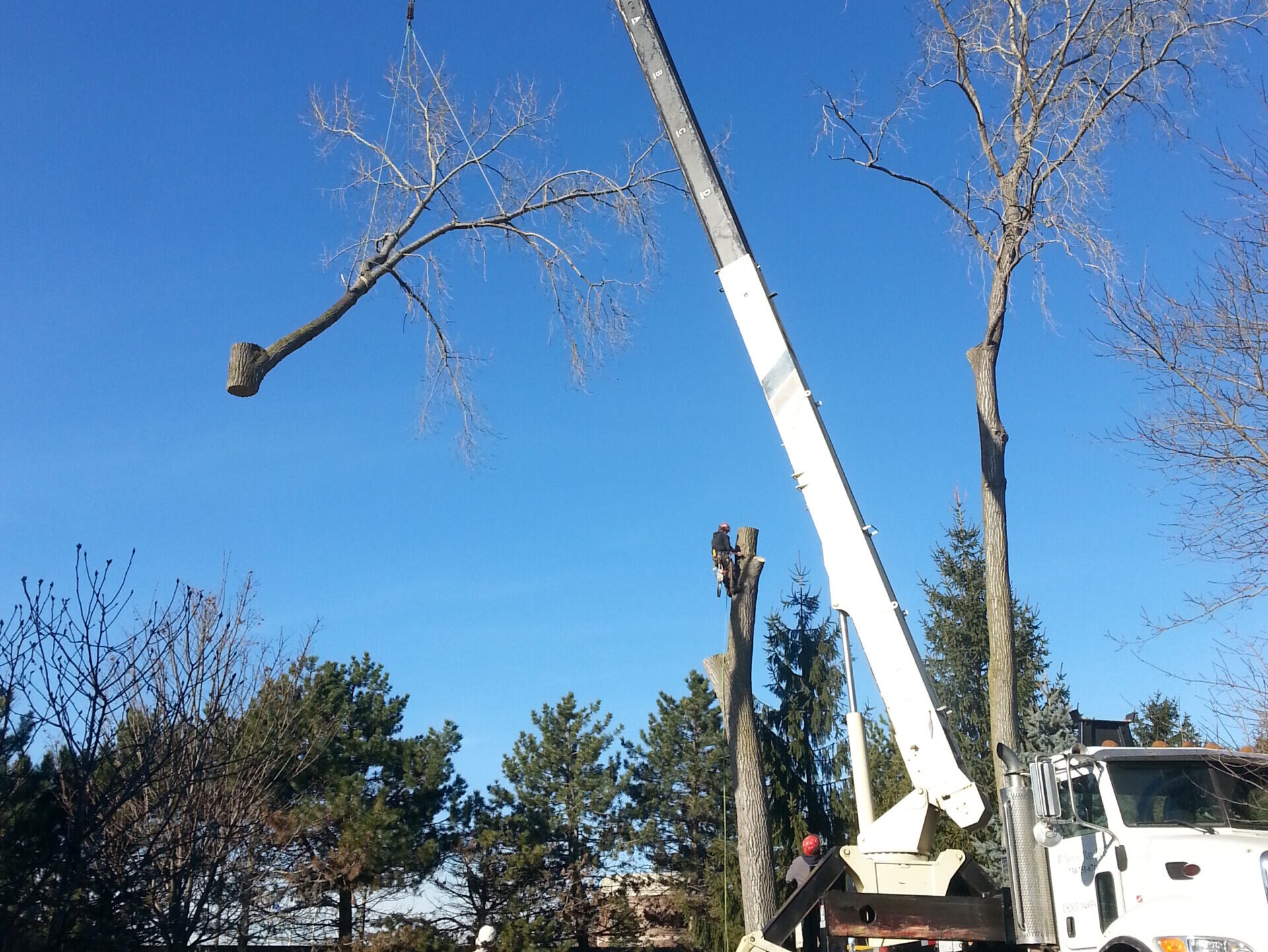 Tree Service Wylie TX