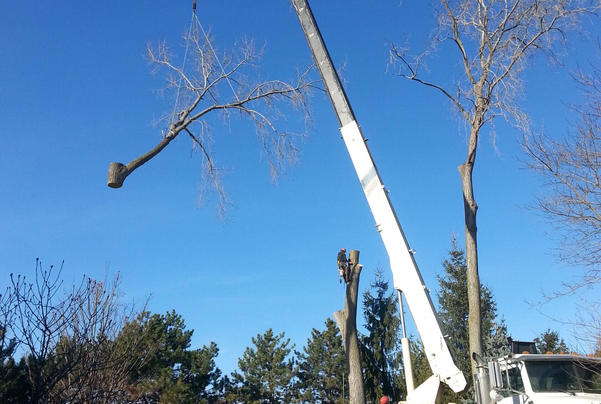 Tree Service Wylie TX