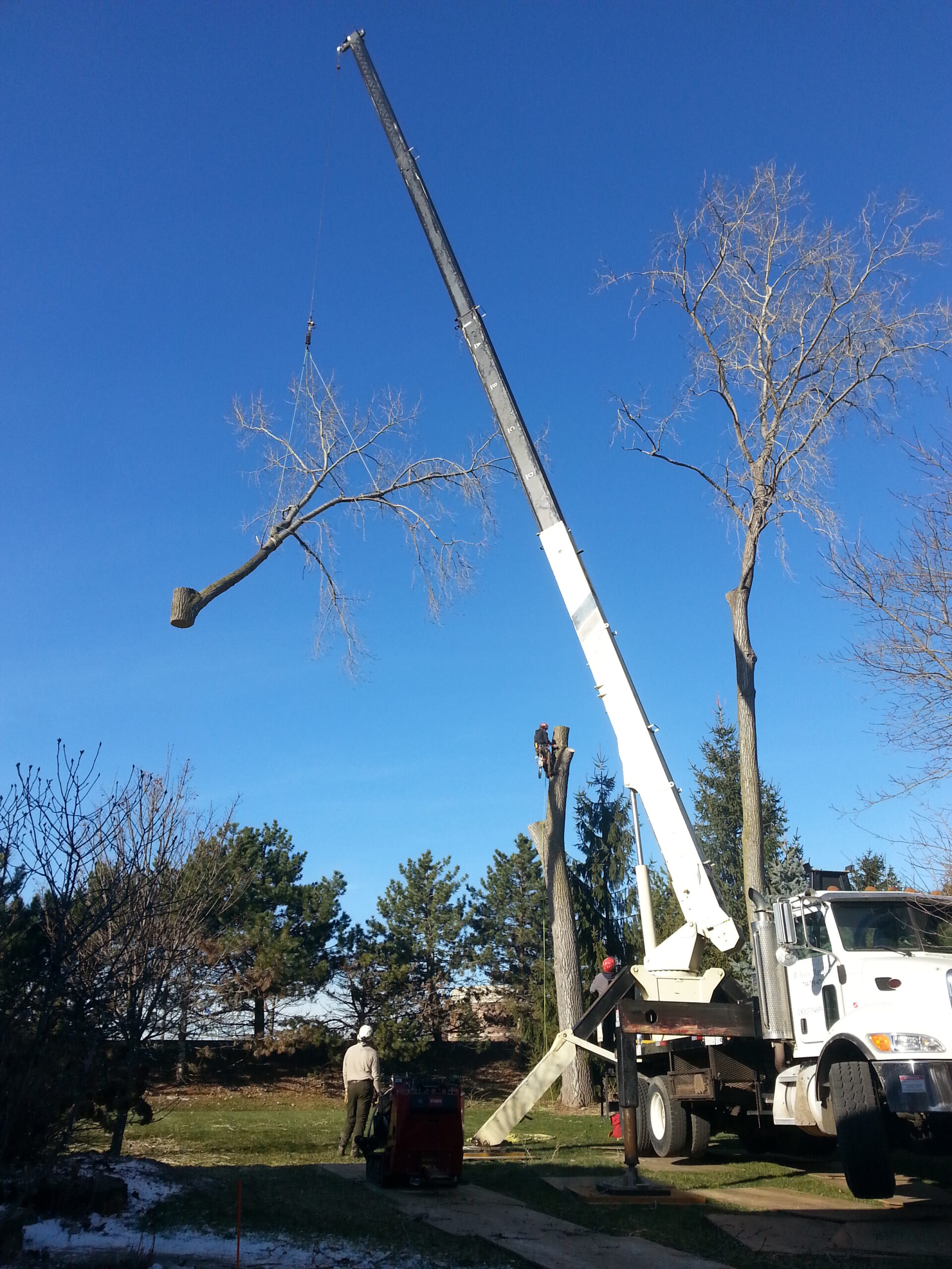Tree Service Wylie TX